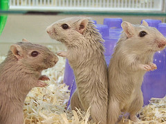 a trio of gerbils