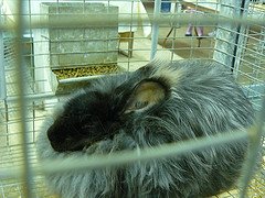 German angora rabbit in cage